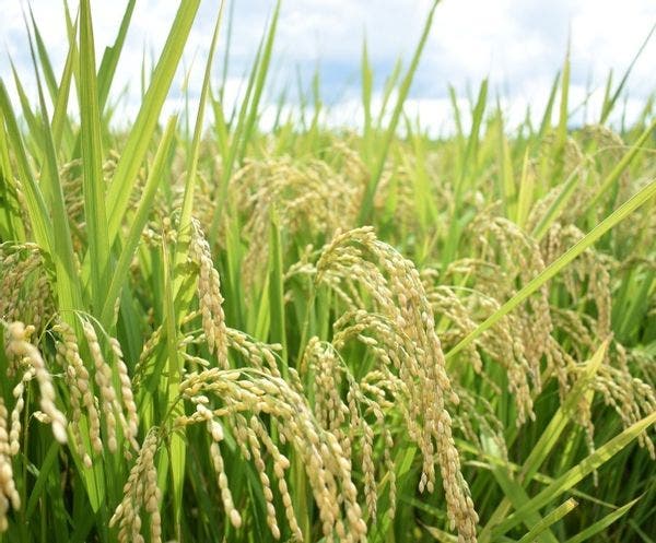 BG無洗米 金芽米 にこまる 5kg 島根県安来市のサムネイル画像 2枚目